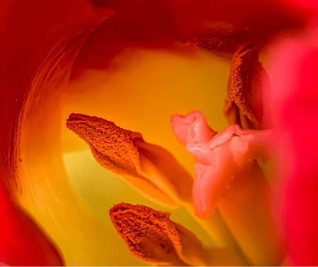 Stempel einer Blüte in Nahaufnahme - Bettina Benesch - Tanztrainerin